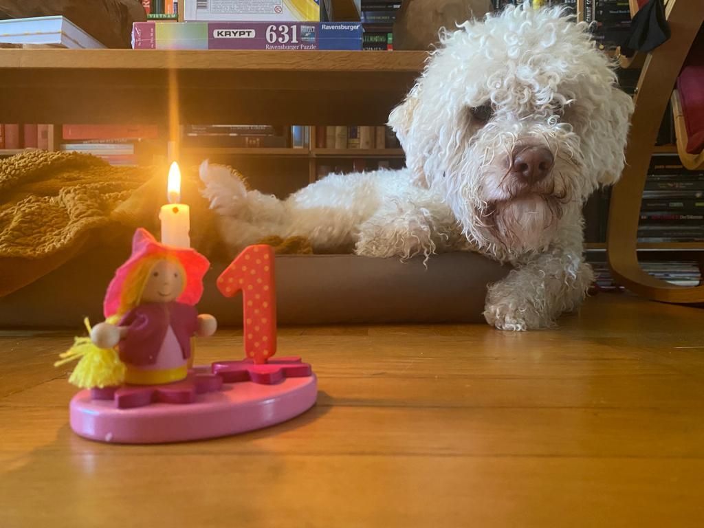 Welpen Lagotto Romagnolo Niedersachsen VDH