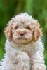 Züchter Niedersachsen Lagotto Züchter Sachsen Anhalt Magdeburg Lagotto