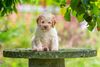 Züchter Lagotto Wolfsburg Braunschweig Hannover Magdeburg Allergikerhund nicht haarender Hund Rassehund Trüffelsuchhund Trüffelhund Familienhund