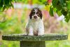 Züchter Lagotto Hamburg Welpenplanung Lagotto braun orange Welpe abzugeben