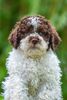 idealer Hund für Familie mit Kindern Lagotto Züchter NRW