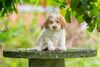 Lagotto Welpen kaufen Welpenplanung Lagotto braun orange Welpe abzugeben