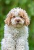Züchter Lagotto Romagnolo Welpe Hobbyzucht Braunschweig Hannover Magdeburg Halle Leipzig celle Lüneburg Buchholz Seevetal Welpenplanung Lagotto braun orange Welpe abzugeben