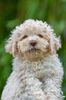 Züchter Lagotto Romagnolo Welpe Hobbyzucht Braunschweig Hannover Magdeburg Halle Leipzig celle Lüneburg Buchholz Seevetal Hund alternative zu Doodle Pudel