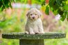 Züchter Lagotto Romagnolo Welpe Hobbyzucht Braunschweig Hannover Magdeburg Halle Leipzig celle Lüneburg Buchholz Seevetal Allergikerhund nicht haarender Hund Rassehund Trüffelsuchhund Trüffelhund Familienhund
