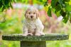 Lagotto Romagnolo Züchter für Rettungshunde Schulbegleithund TherapiehundLebensretter Lagotto Allergikerhund nicht haarender Hund Rassehund Trüffelsuchhund Trüffelhund Familienhund