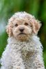 Züchter Lagotto Romagnolo Welpe Hobbyzucht Braunschweig Hannover Magdeburg Halle Leipzig celle Lüneburg Buchholz Seevetal Hund zum Trüffel suchen Ausbildung Alternative Doodle Pudel