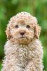 Lagotto Romagnolo Welpe Hobbyzucht Züchter Schleswig Holstein Trüffelhund Deutschland Nordrhein Westfalen Wasserhund nicht haarender Hund perfekter Hund für Rettungshundestaffel Ausbildung zum Spürhund Therapiehund Assistenzhund