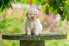 Wasserhund Rasse Familie Kinder Familienhund leicht erziehbar Hund zum Trüffel suchen Ausbildung Alternative Doodle Pudel