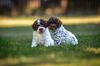Lagotto Züchter mit Welpen Niedersachsen Sachsen Anhalt Trüffelhund Doodle Lagotto abzugeben Nordrhein Westfalen Münsterland