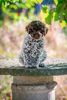 Lagotto Romagnolo Wasserhund Züchter Welpen aus seriöser Zucht Familienaufzucht Lagotto