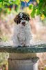 Züchter Lagotto Romagnolo Welpe Hobbyzucht Braunschweig Hannover Magdeburg Halle Leipzig celle Lüneburg Buchholz Seevetal Hamburg Züchter Lagotto NRW