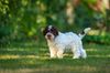 Lagotto Züchter freie Welpen aktuell Nordrhein Westfalen Schleswig Holstein Hund zum Trüffel suchen Ausbildung Alternative Doodle Pudel