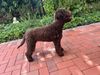 Lagotto Romagnolo Welpe Hobbyzucht Züchter Schleswig Holstein Trüffelhund Deutschland Nordrhein Westfalen Wasserhund nicht haarender Hund Lagotto Welpe abzugeben Kassel Göttingen Hamburg Lüneburger Heide Züchter braunschimmel