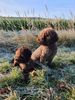 Züchter Lagotto mit Welpen Sommer 2025 Familienhund Lagotto Züchter Harz Ostsee Nordsee