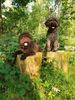 Lagotto Romagnolo Welpe Hobbyzucht Züchter Ostsee Nordsee perfekter Hund für Rettungshundestaffel Ausbildung zum Spürhund Therapiehund Assistenzhund