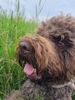 Lagotto Romagnolo Welpe Hobbyzucht Züchter Hamburg Schleswig Holstein Trüffelhund Deutschland Nordrhein Westfalen Wasserhund nicht haarender Hund Allergikerhund nicht haarender Hund Rassehund Trüffelsuchhund Trüffelhund Familienhund