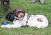 Trüffelhund Lagotto Doodle Pudel Welpe  Familienhund