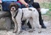 Trüffelhund Lagotto Doodle Pudel Welpe  Familienhund Hund für Kinder Anfängerhund