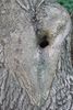 Trüffelhund Lagotto Doodle Pudel Welpe  Familienhund Hund für Kinder Anfängerhund