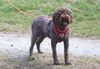 Trüffelhund Lagotto Doodle Pudel Welpe  Familienhund