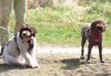 Trüffelhund Lagotto Doodle Pudel Welpe  Familienhund Hund für Kinder Anfängerhund