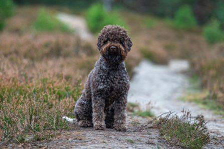 Cani Di Fortuna Breeder Lagotto