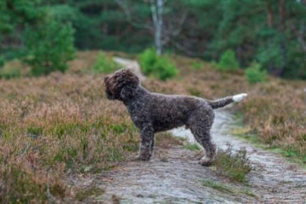 Cani Di Fortuna Breeder Lagotto