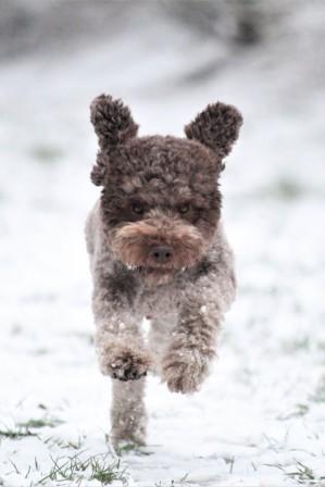 Welpen Lagotto Romagnolo Niedersachsen