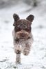 Welpen Lagotto Romagnolo Niedersachsen