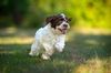 Lagotto Welpen jetzt kaufen seriöser Züchter Familienhund nicht haarend Schleswig Holstein Oldenburg Kiel Hamburg