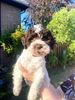 Züchter Lagotto Romagnolo Welpe Hobbyzucht Braunschweig Hannover Magdeburg Halle Leipzig celle Lüneburg Buchholz Seevetal Lagotto Welpe abzugeben Kassel Göttingen Lüneburger Heide Züchter braunschimmel