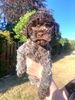 Züchter Lagotto Romagnolo Welpe Hobbyzucht Oldenburg Braunschweig Hannover Magdeburg Halle Leipzig celle Lüneburg Buchholz Seevetal Hund Alternative Doodle Pudel Wasserhund