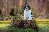 Lagotto Welpe abzugeben Kassel Göttingen Lüneburger Heide Züchter braunschimmel