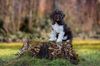 Lagotto Welpe abzugeben Kassel Göttingen Lüneburger Heide Züchter braunschimmel