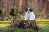 Lagotto Welpe abzugeben Kassel Göttingen Lüneburger Heide Züchter braunschimmel