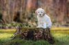 Lagotto Welpe abzugeben Kassel Göttingen Lüneburger Heide Züchter braunschimmel