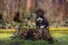 Lagotto Welpe abzugeben Kassel Göttingen Lüneburger Heide Züchter braunschimmel
