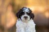 Lagotto Welpe abzugeben Kassel Göttingen Lüneburger Heide Züchter braunschimmel