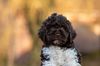 Lagotto Welpe abzugeben Kassel Göttingen Lüneburger Heide Züchter braunschimmel
