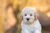 Lagotto Welpe abzugeben Kassel Göttingen Lüneburger Heide Züchter braunschimmel