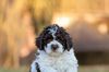 Lagotto Welpe abzugeben Kassel Göttingen Lüneburger Heide Züchter braunschimmel