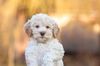 Lagotto Welpe abzugeben Kassel Göttingen Lüneburger Heide Züchter braunschimmel