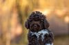 Lagotto Welpe abzugeben Kassel Göttingen Lüneburger Heide Züchter braunschimmel