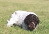 Lagotto Züchter Norddeutschland Lagotto Romagnolo Welpen Hannover