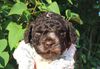 Trüffelhund kaufen Allergikerfreundlicher Hund kaufen