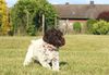 Lagotto Romagnolo Zucht Deutschland Hundezüchter Niedersachsen