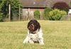 Lagotto Romagnolo Welpen abzugeben Seriöser Lagotto Romagnolo Züchter Niedersachsen