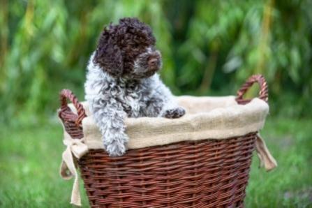 Lagotto Züchter