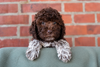 Lagotto Romagnolo Welpen Lagotto Welpe abzugeben Kassel Göttingen Lüneburger Heide Züchter braunschimmel
